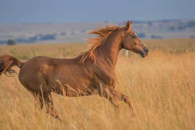 paardenbox